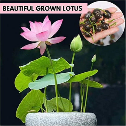 Lotus Flower Premium seeds