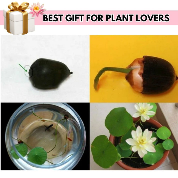 Lotus Flower Premium seeds