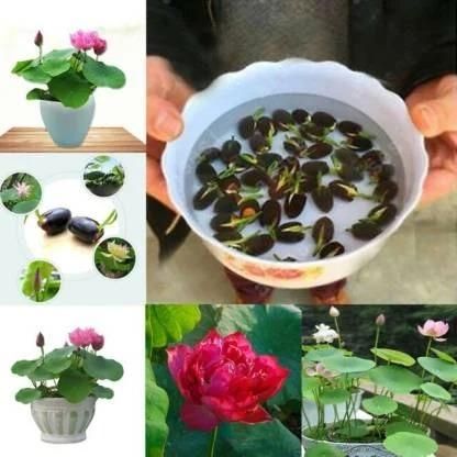 Lotus Flower Premium seeds